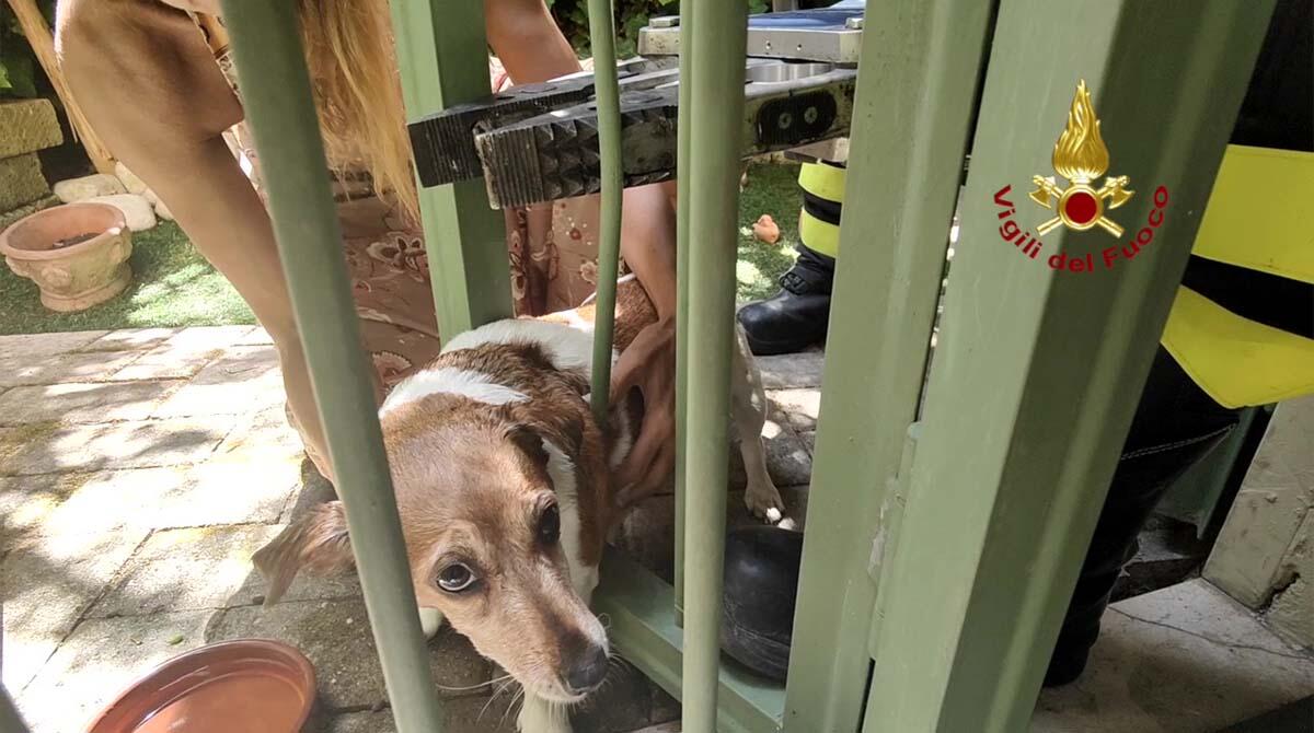 Cane intrappolato tra le sbarre di un'inferriata: salvato da i Vigili del Fuoco. Il video - La piccola esemplare di Jack Russell liberata dai Vigili del Fuoco
