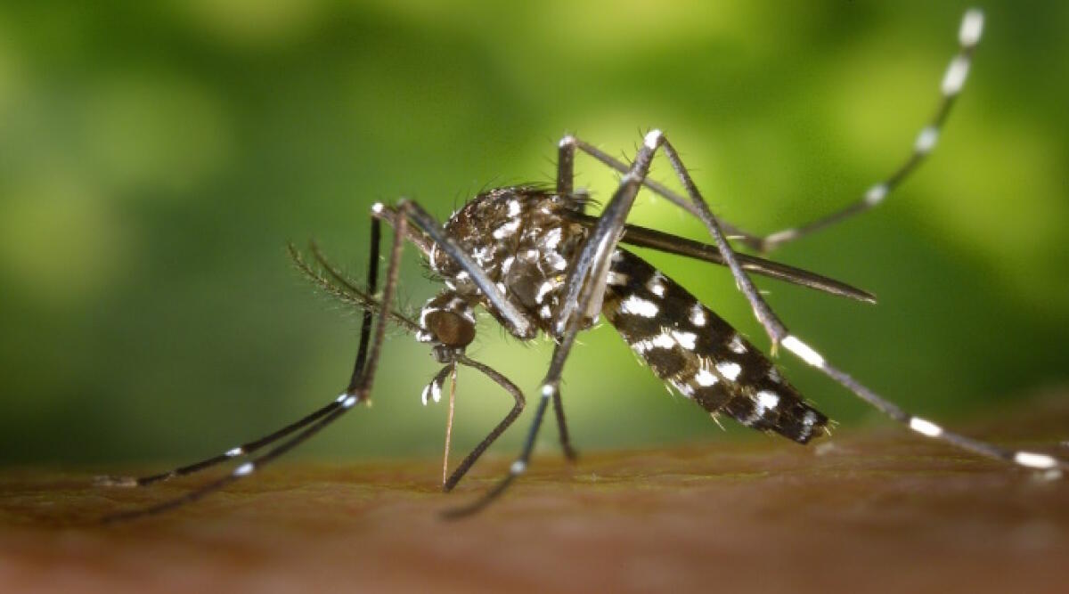 Caso sospetto di Chikungunya a Santarcangelo,in corso la disinfestazione preventiva - Foto di repertorio