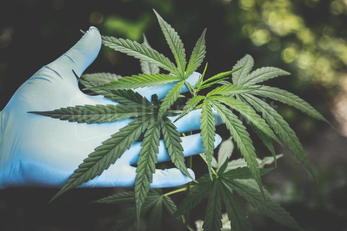 Decine di piante di marijuana nell'orto, denunciato - Photo by Aphiwat  chuangchoem on <a href="https://www.pexels.com/photo/person-holding-green-canabis-2178565/" rel="nofollow">Pexels.com</a>