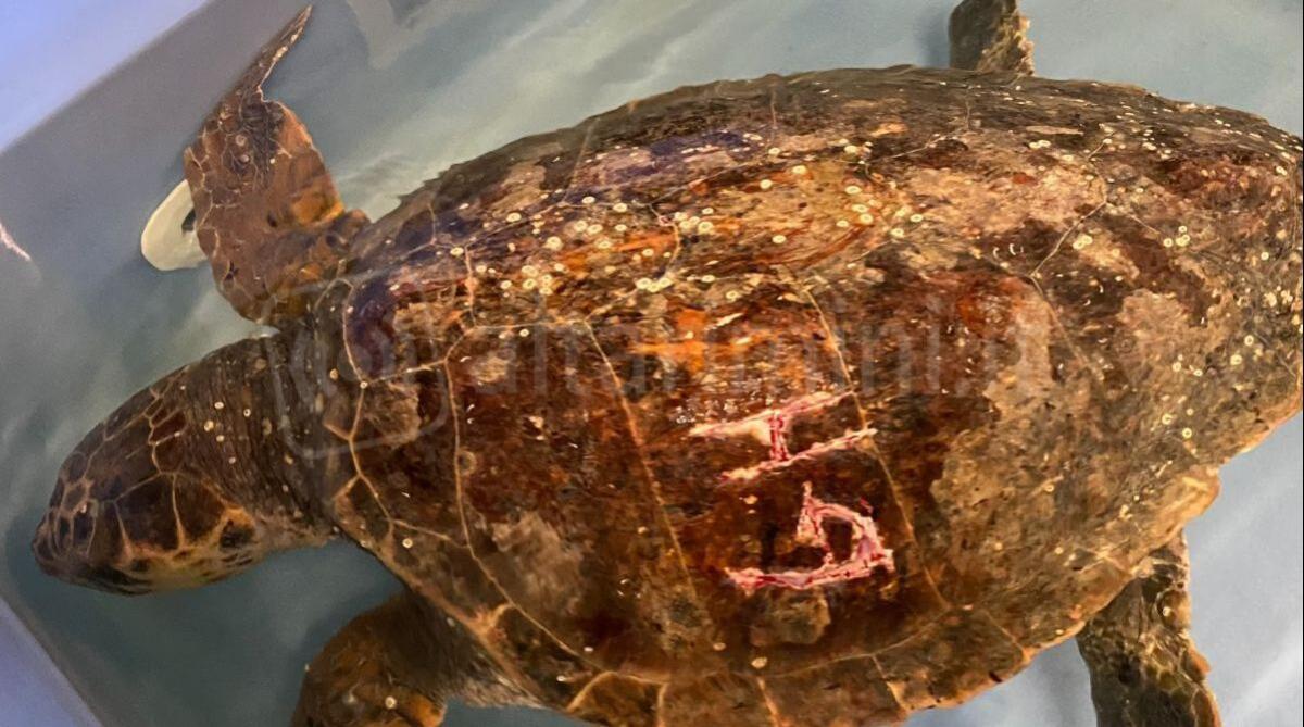 Le incidono le iniziali sul carapace, la tartaruga Elettra torna in mare dopo essere stata curata - Tartaruga con le ferite
