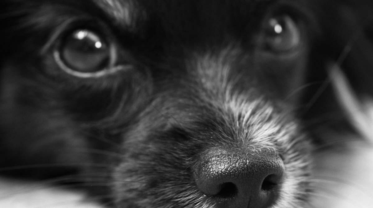 Cane dimenticato nel bagagliaio di un'auto muore nel Bolognese - Repertorio