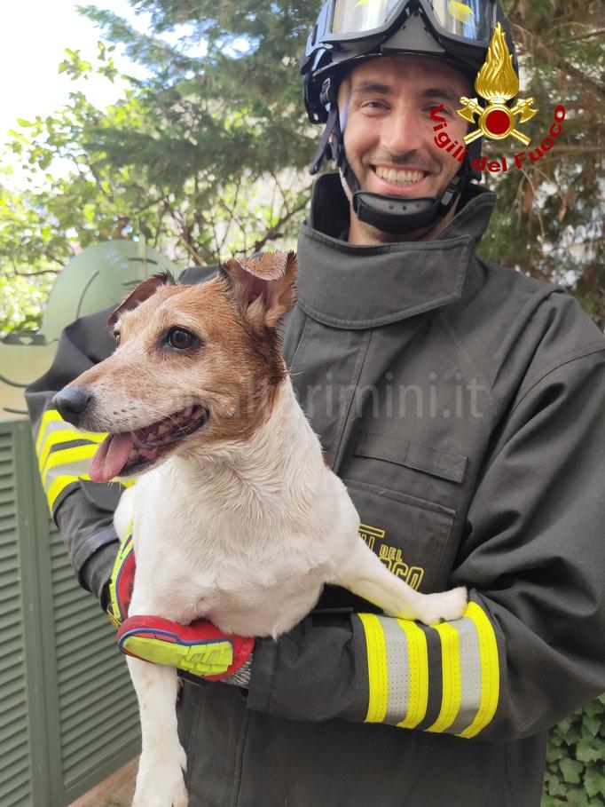 Salvataggio completato per la piccola cagnolina