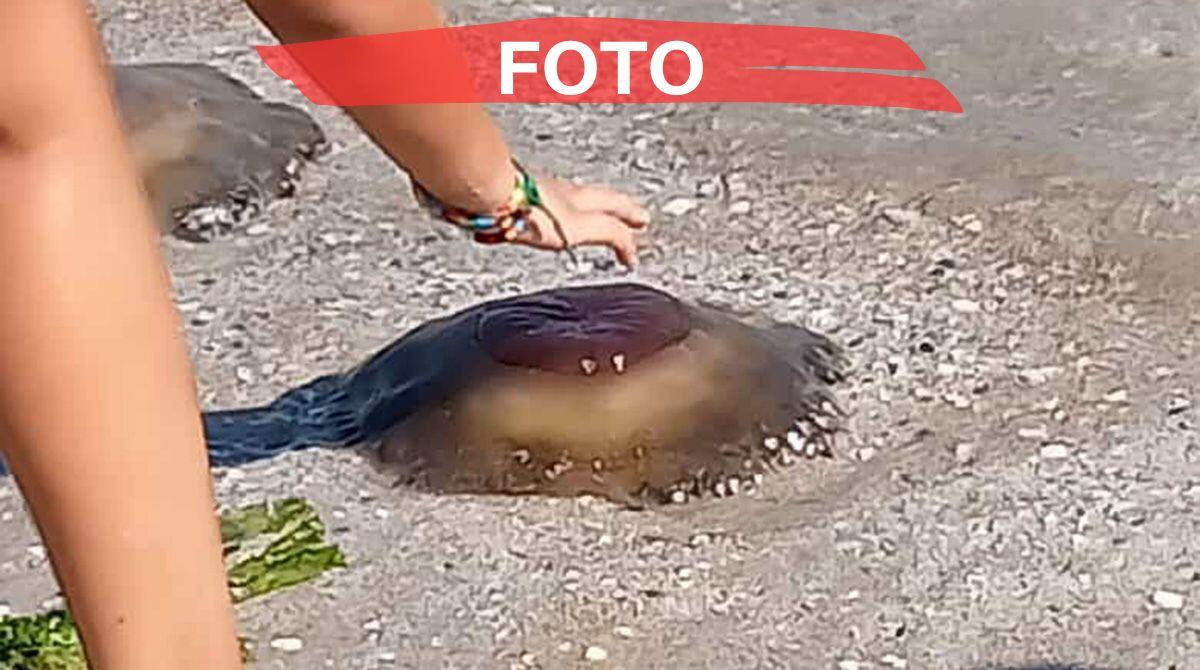 La medusa Cassiopea approda sulle spiagge di Rimini: i bimbi del centro estivo ne avvistano 24 - Avvistamento di Medusa Cassiopea a Viserba, Rimini