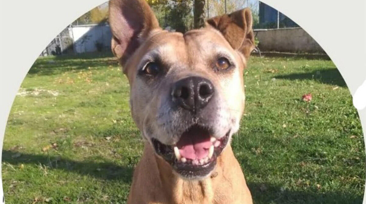 Storie dal canile di Rimini: Mya, pitbull adottato a 14 anni - Il cane Mya