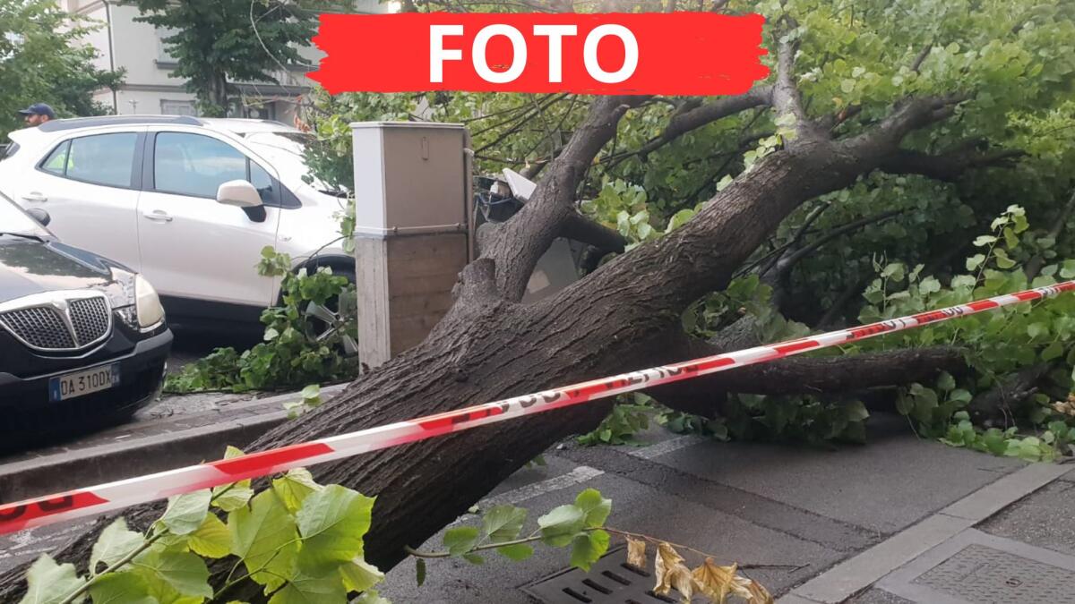 Maltempo a Rimini: grosso ramo cade sulla ciclabile di via Roma - Numerosi interventi dei Vigili del Fuoco di Rimini a causa del maltempo