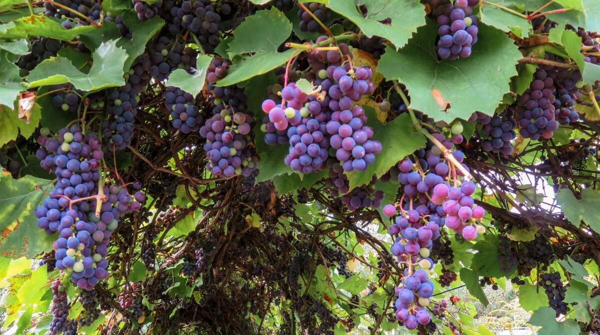 Vendemmia in ritardo: "Cali di produzione fino al 35% in Romagna" - Uva REPERTORIO