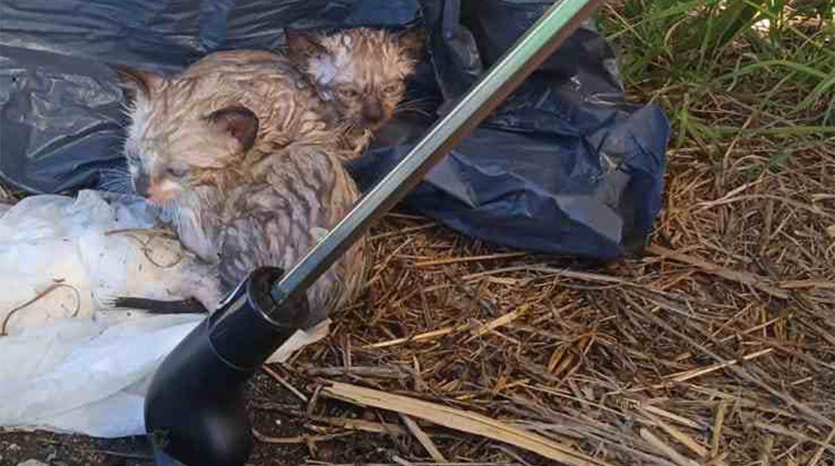 Gattini appena nati abbandonati e chiusi in un sacchetto sotto il sole cocente: salvati da due bambine - I due gattini