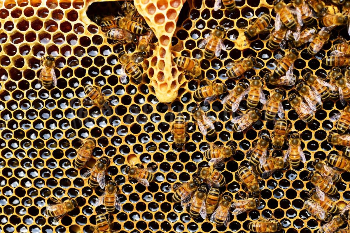 Festa del Miele: torna a Montebello il goloso fine settimana dedicato al dolce prodotto delle api - Photo by Pixabay on <a href="https://www.pexels.com/photo/honeycomb-close-up-detail-honey-bee-56876/" rel="nofollow">Pexels.com</a>