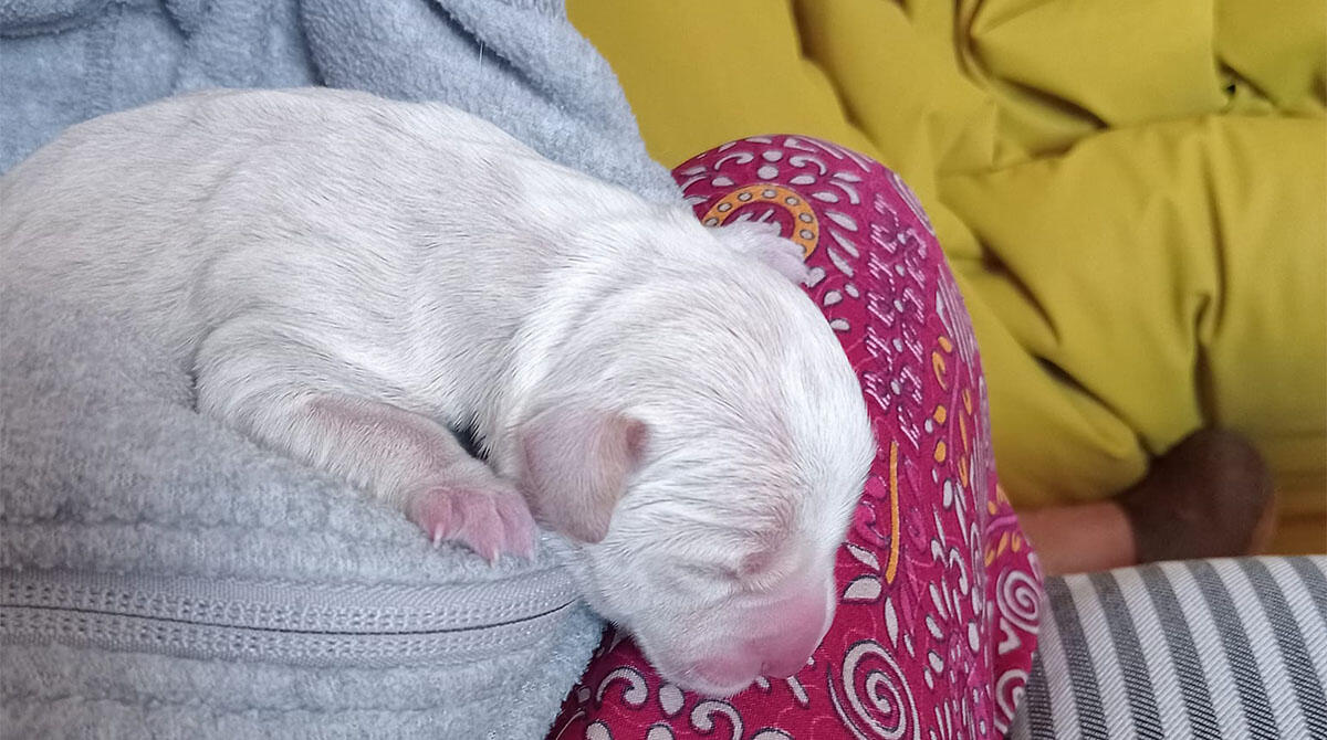 Casteldelci: cuccioli di cane abbandonati nella spazzatura. Solo uno è sopravvissuto - Il cagnolino salvato