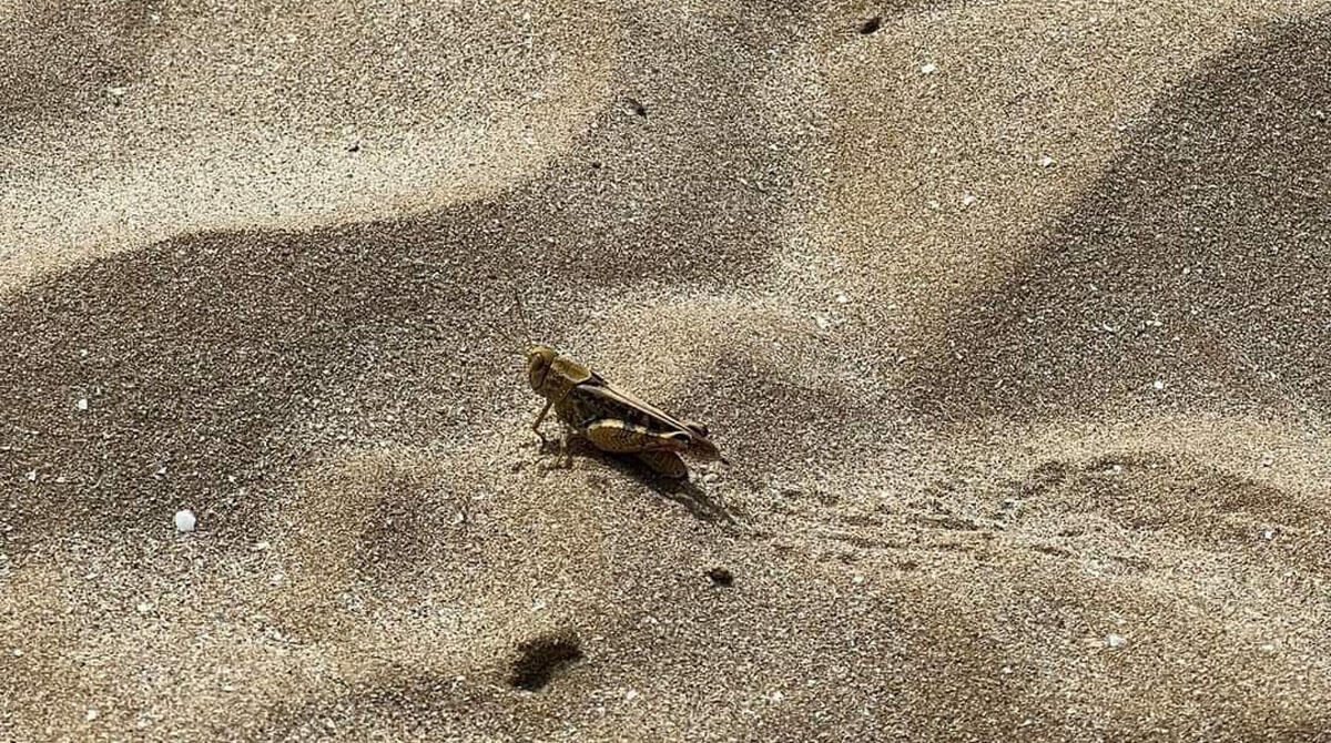 Rimini, la spiaggia presa d'assalto dalle cavallette. Colpa del "Garbino" - Cavalletta sulla spiaggia di Rimini: la foto è di Manuela Manfroni ed è stata pubblicata su Facebook