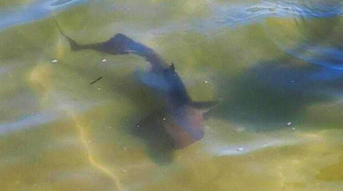 Squalo Palombo vicino alla riva, fuggi fuggi ma è specie innocua - Squalo Palombo, foto del centro di recupero fauna marina Cestha
