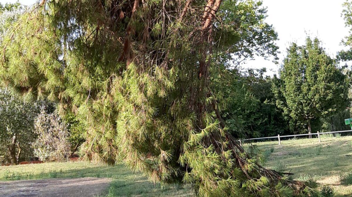 Rimini, pino marittimo con rami che toccano terra. La segnalazione - La foto inviata dal nostro lettore