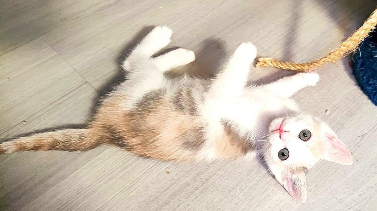 Gattini abbandonati nell'immondizia: dopo il salvataggio cercano un nuovo padrone - Uno dei gattini in cerca di un nuovo padrone