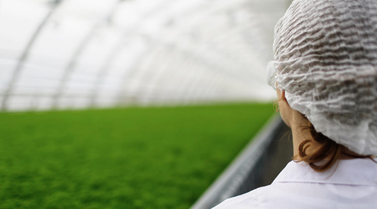 Innovazione nelle aziende agricole, un milione 350 mila euro per i servizi di consulenza, formazione e aggiornamento per gli imprenditori - Archivio