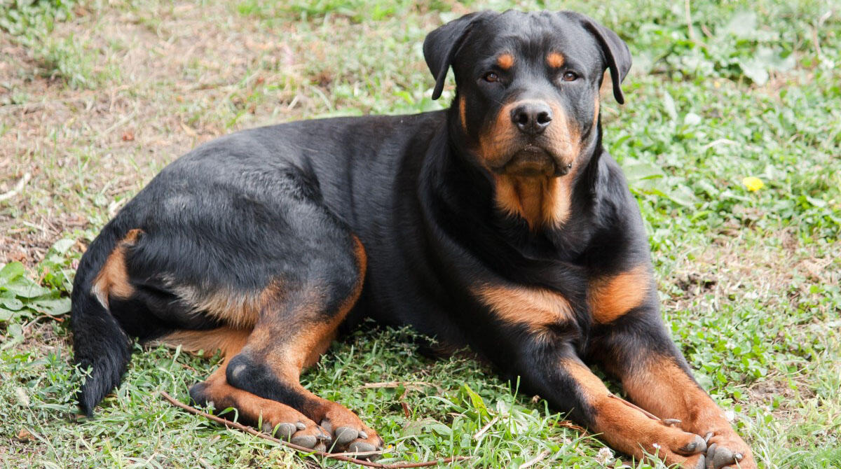 Lite tra cani, ragazza cerca di dividerli e viene morsa al braccio: finisce in ospedale - Un esemplare di Rottweiler REPERTORIO
