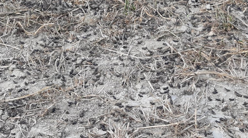 Un particolare del campo agricolo devastato dalle cavallette