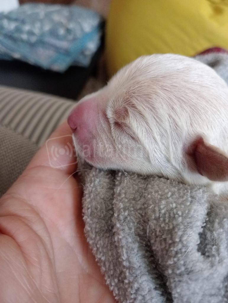 Il cucciolo di cane: la foto è stata pubblicata su Facebook