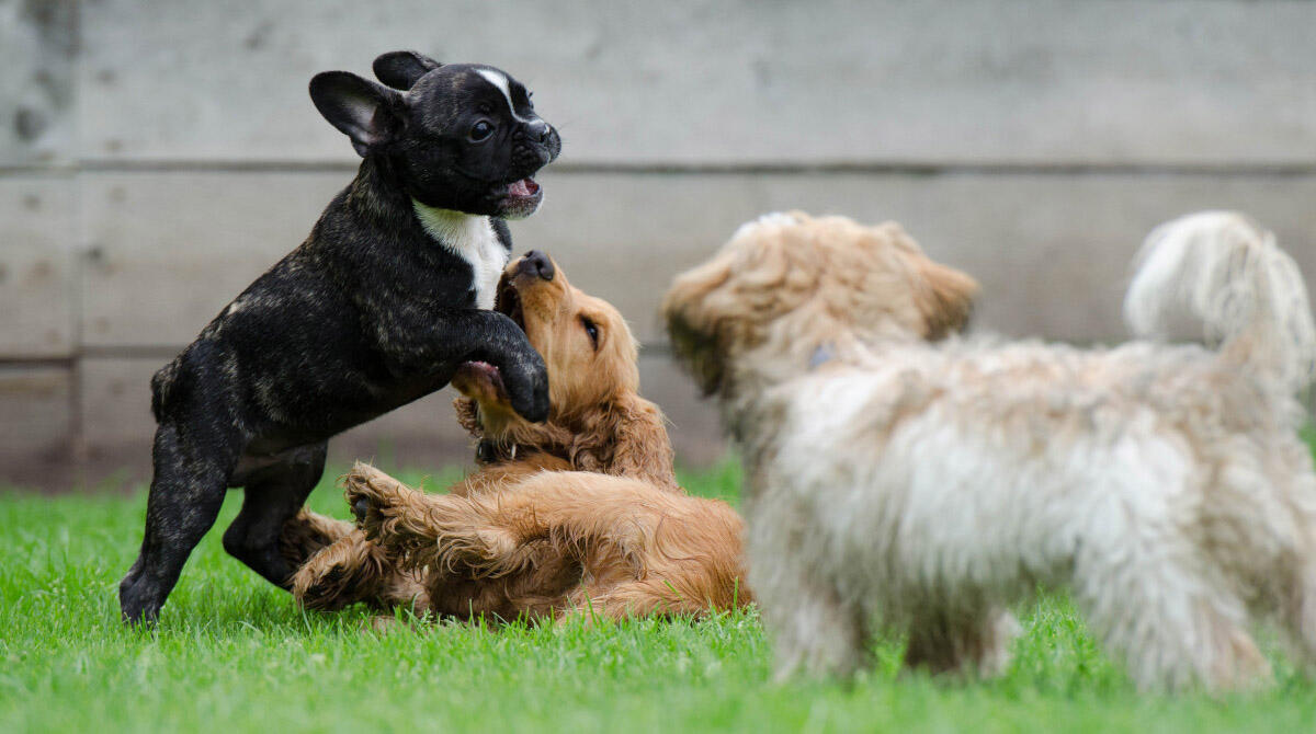 Nuova zona di sgambamento per cani a Corpolò: è la 15esima nel Comune di Rimini - REPERTORIO