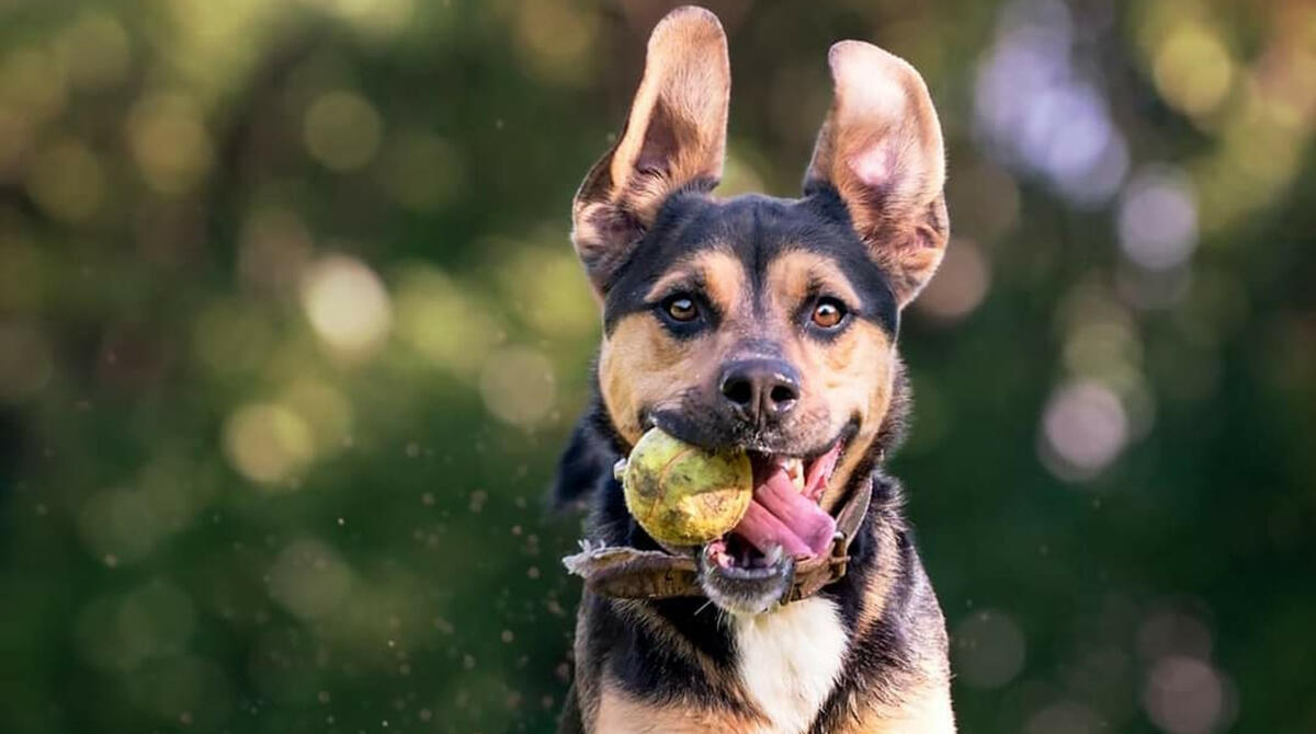 Un gesto che cambia una vita: il Canile di Rimini apre i cancelli per l'adozione di 4 cuccioli - Foto di Anna Frignani