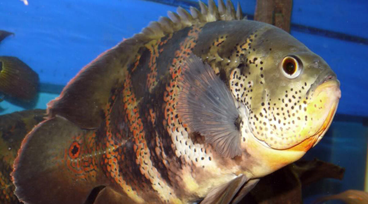 Mistero all’Ospedale Infermi: ucciso l’amato pesce Oscar. La Procura apre un fascicolo - Indagini in corso per scoprire l’identità dell’assassino del popolare pesce dell’acquario pediatrico