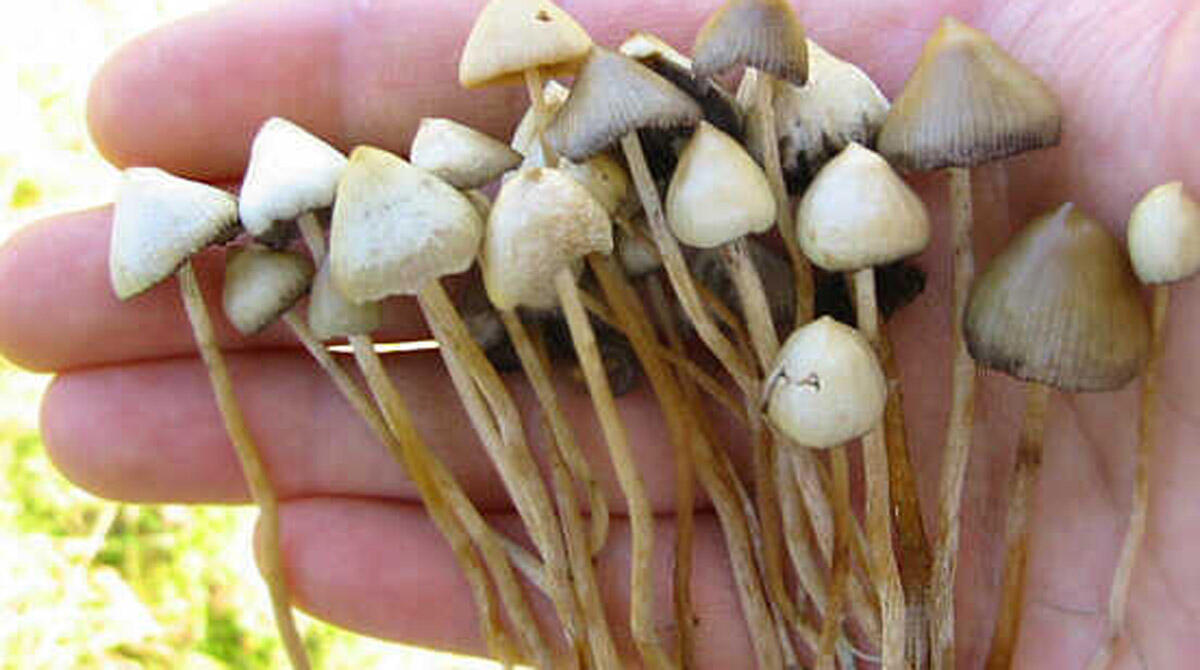 Maxi sequestro di droga: 3 arresti, recuperati anche funghi allucinogeni e sigarette elettroniche alla cannabis - Repertorio