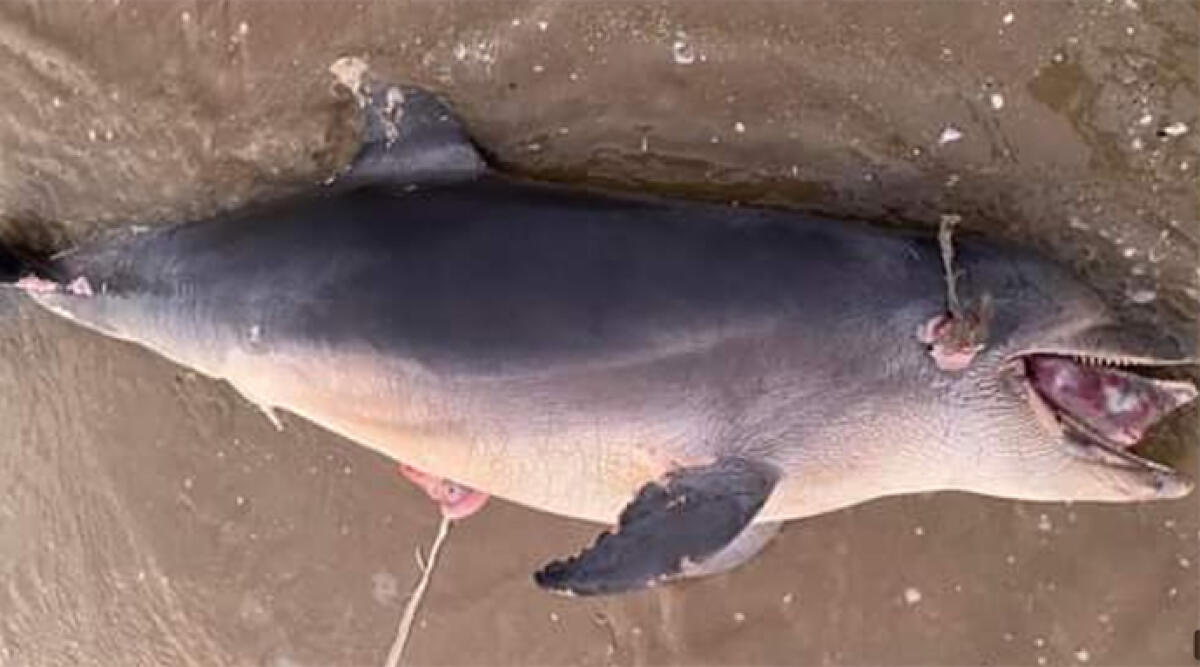 Delfino appena nato trovato morto sulla spiaggia: preoccupazione per le cause - Il tragico ritrovamento sulla spiaggia di Marano Beach