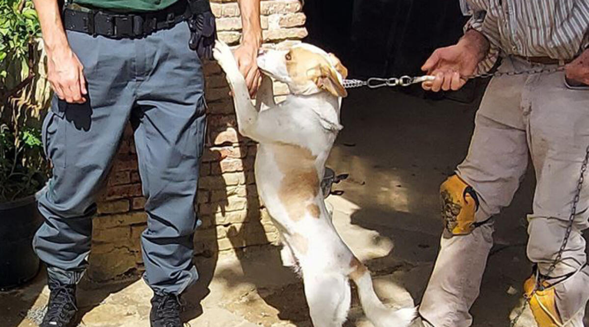 Vietato tenere i cani alla catena: multe fino a 450 euro. In azione le Guardie Zoofile - Un controllo delle Guardie Zoofile