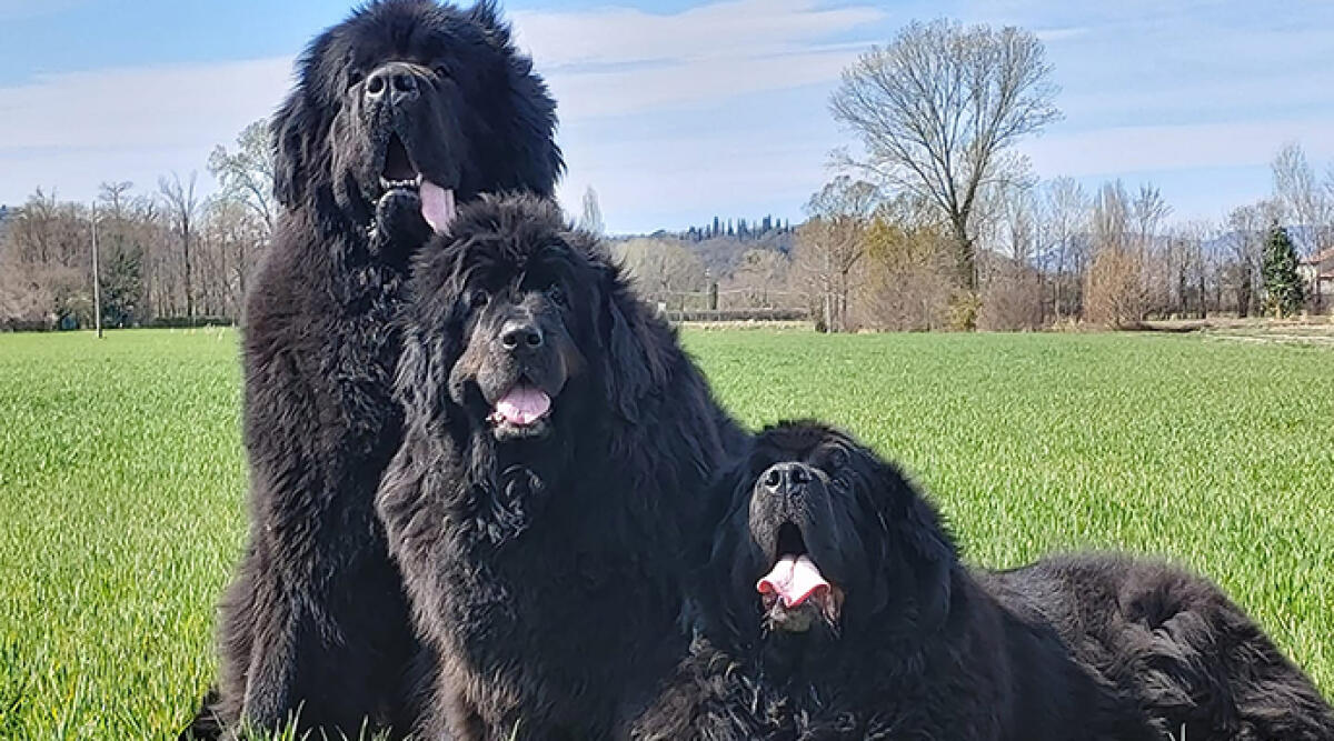 Bellaria Igea Marina ospita l’annuale raduno dei Cani di Terranova - Un raduno di giganti buoni a Bellaria Igea Marina