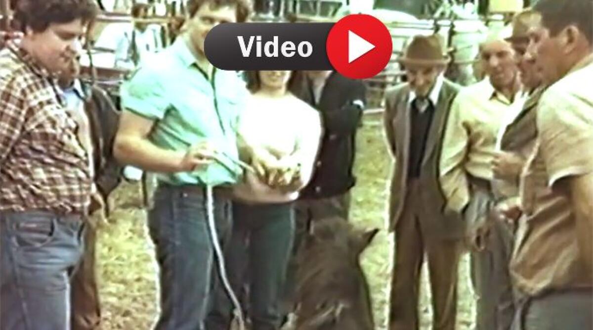 Un tuffo nel passato: il filmato della Fiera di Pugliano del 1984 di Claudio Cardelli - La Fiera di Pugliano del 1984 attraverso l’Obiettivo di Claudio Cardelli