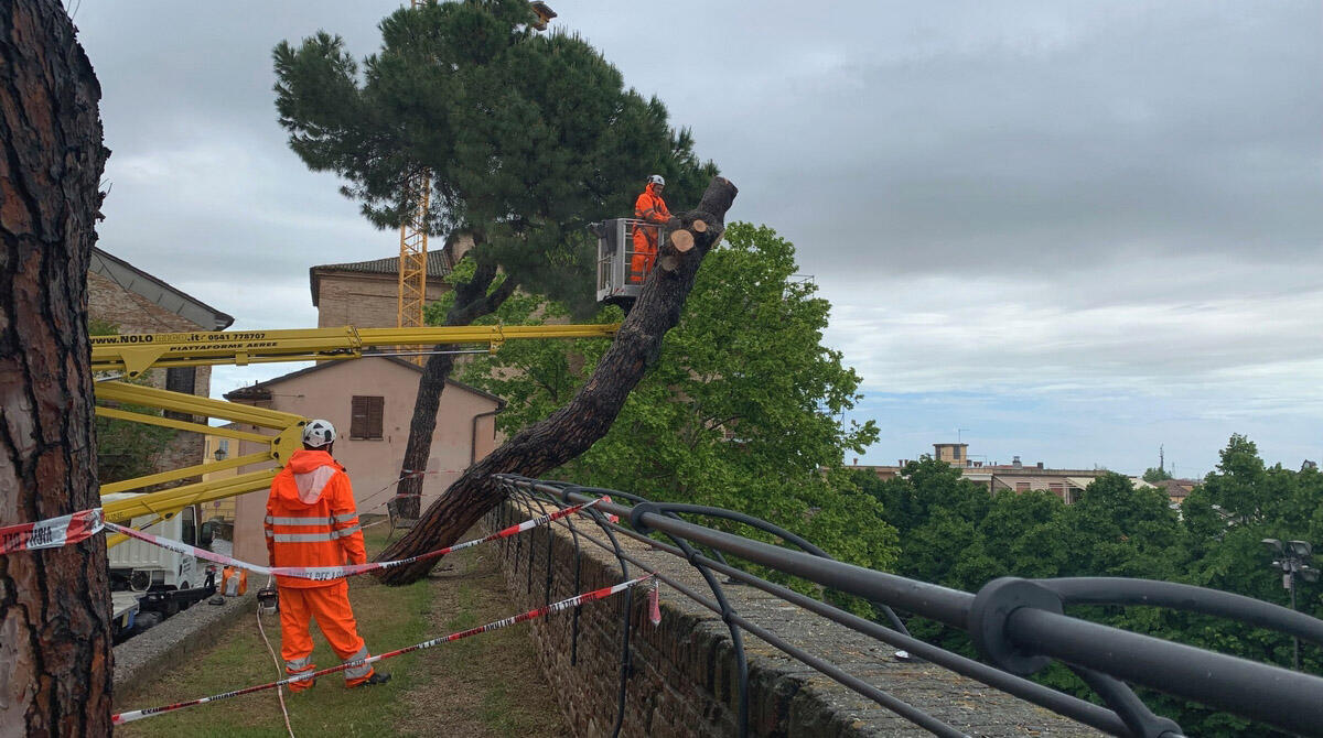 Santarcangelo, si verifica la stabilità dei pini affacciati sullo Sferisterio - Rimozione pino in via Massani, Santarcangelo