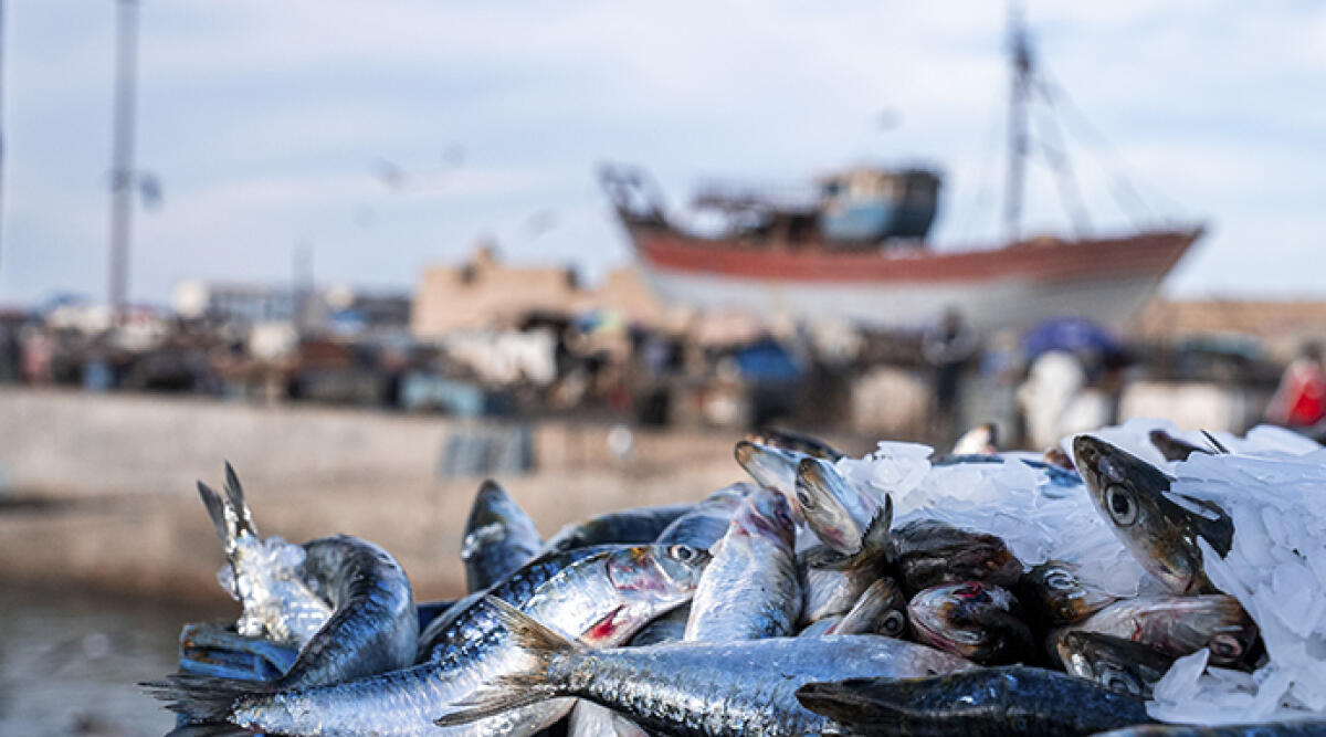 Ritorno in mare per i pescherecci riminesi: il pesce fresco è alle porte, ma il carburante pesa - Archivio
