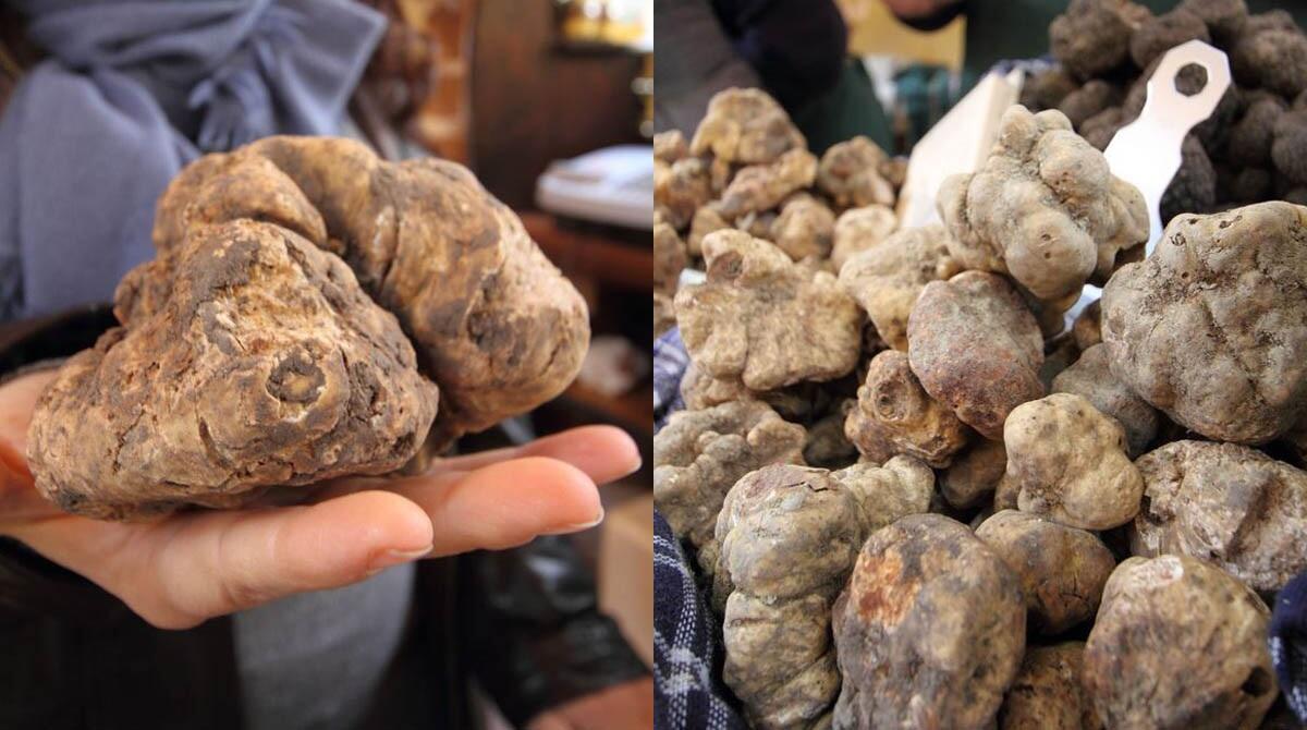 Ottobre è il mese del tartufo, il gusto dell'autunno a Sant'Agata Feltria - Tartufo (Foto dal sito della pro loco di Sant'Agata Feltria)