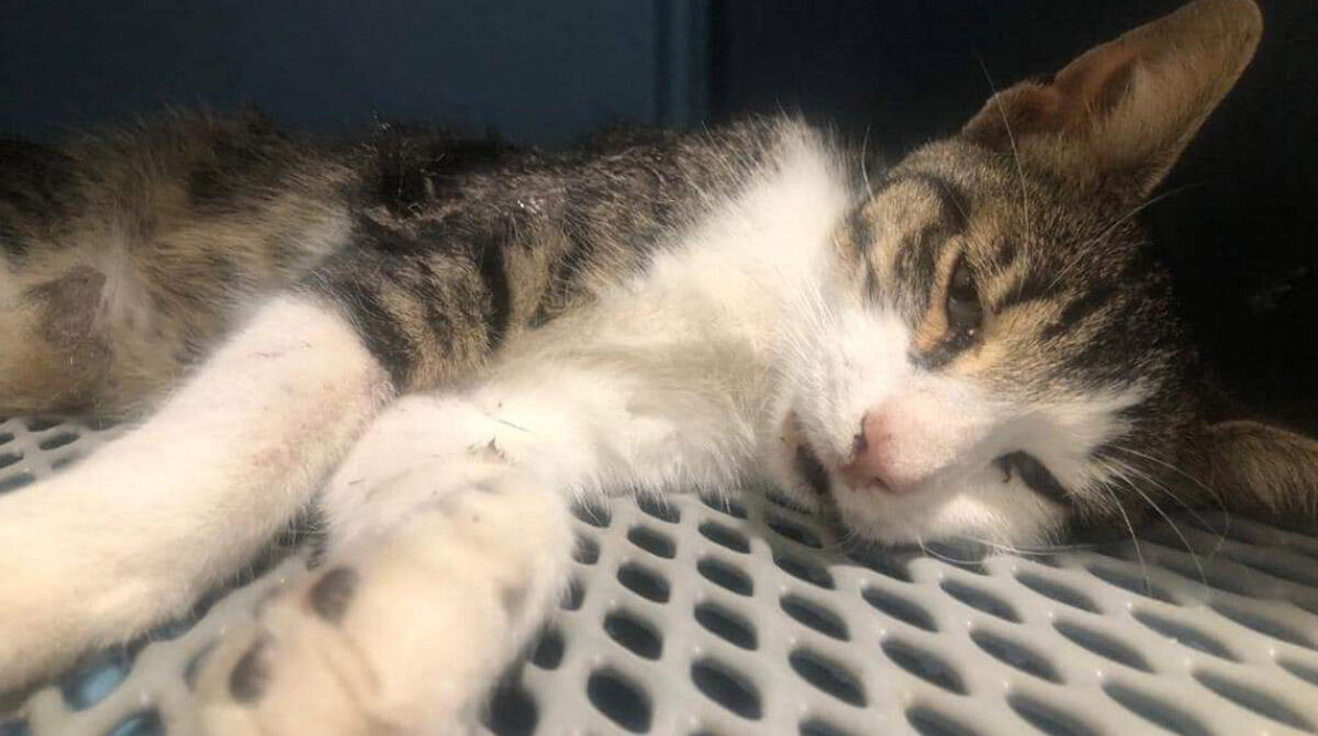 Gatto ucciso, trafitto da una freccia: vani i soccorsi dei volontari del Canile - Il gatto soccorso dai volontari (La foto pubblicata sui canali social del Canile di Riccione)