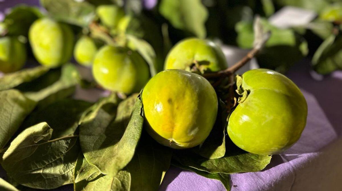 Successo per la XVI Edizione della Festa dei Frutti a Pennabilli tra biodiversità, poesia e sostenibilità -