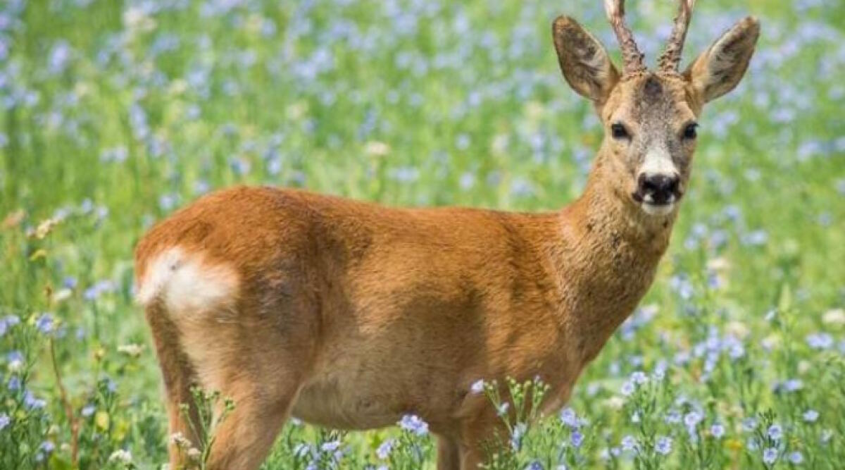 Riccione: divieto d'accesso al parco, il capriolo fa paura - Il Capriolo a Riccione
