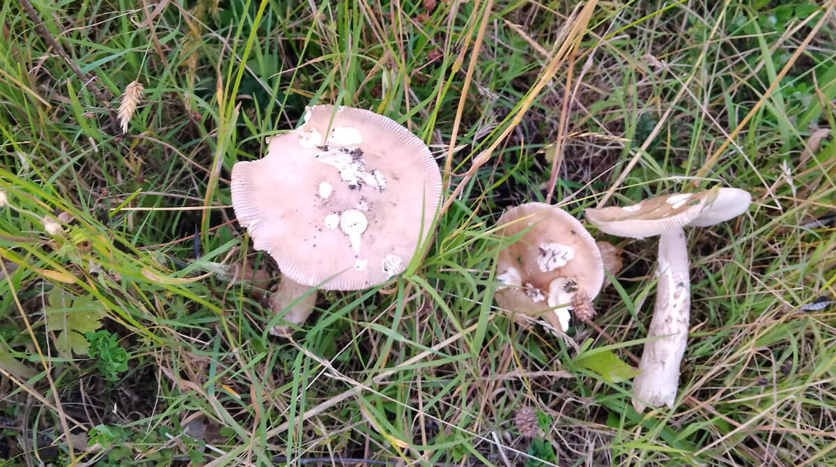 Inizia la stagione dei funghi, ma occhio a errori e intossicazioni. Aprono gli sportelli Ausl - Amanita vaginata 