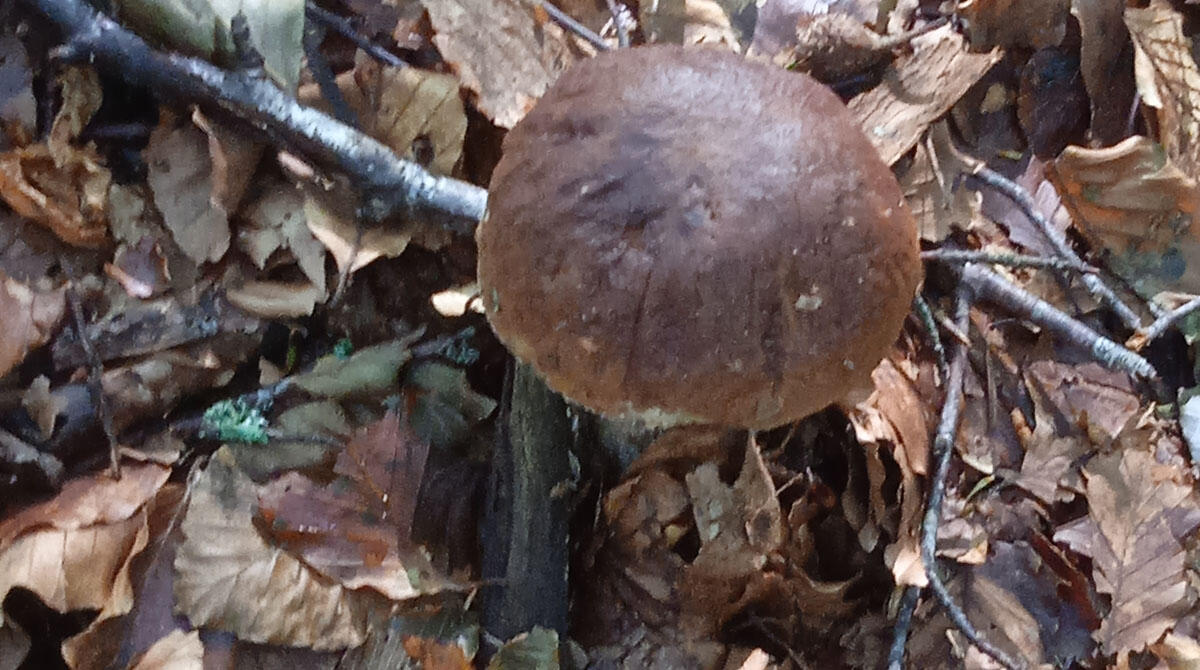Controllo funghi gratuito, aprono gli sportelli di Novafeltria, Riccione e Montecopiolo - Fungo