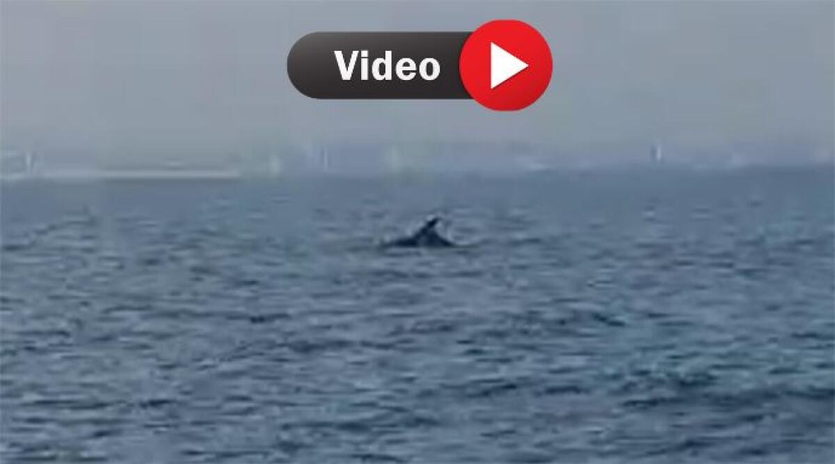 Incontro ravvicinato con i delfini fuori dal Porto di Rimini - I delfini nuotano fuori dal porto di Rimini