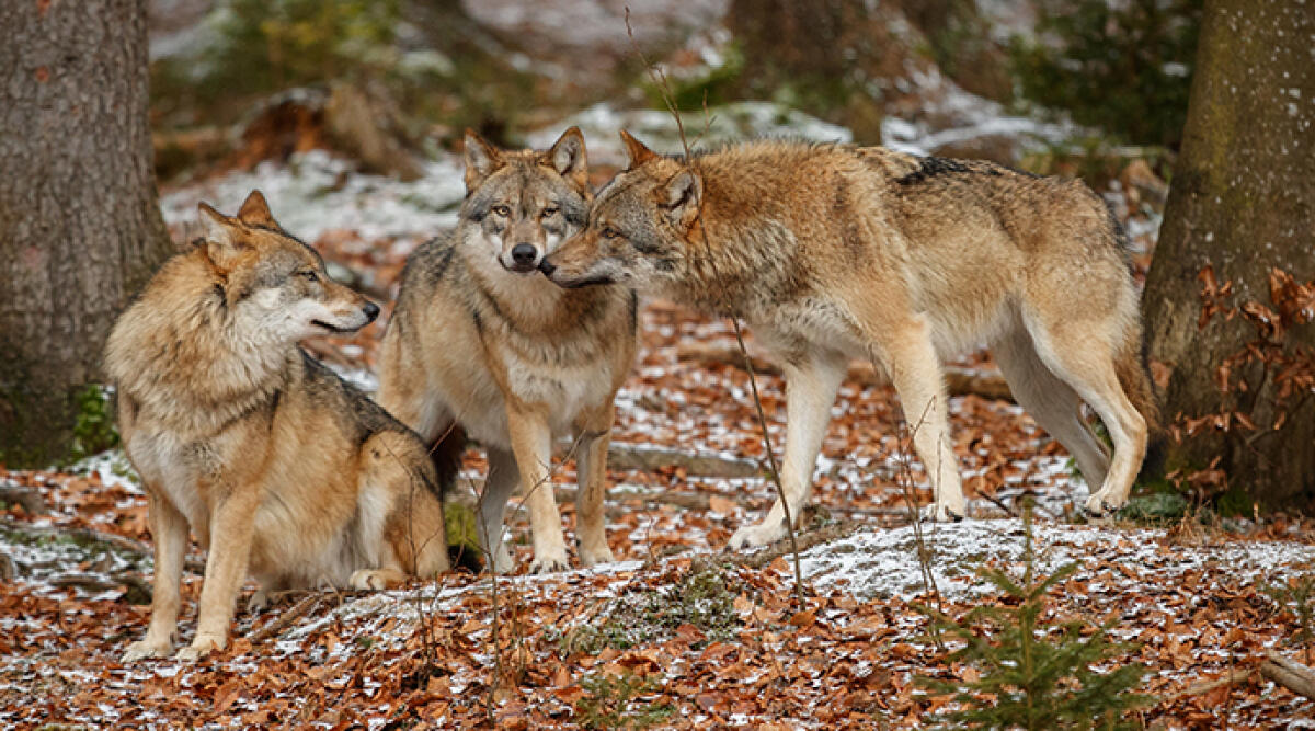 Coldiretti solleva l'allarme: l'espansione del lupo mette a rischio il bestiame e le comunità montane - Archivio