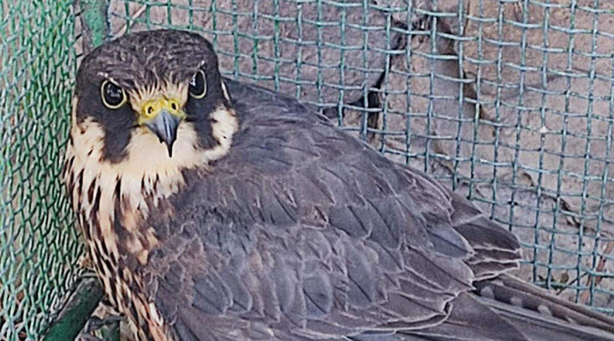 Tragica fine per un falco lodolaio: centrato da un colpo di fucile - Falco lodolaio