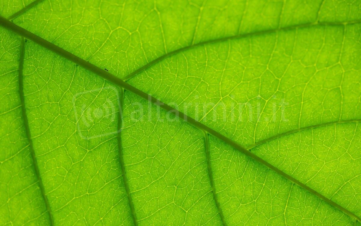 Come trattare le vene varicose utilizzando la migliore crema - Photo by Petr Ganaj on <a href="https://www.pexels.com/photo/macro-photography-of-green-leaf-4064305/" rel="nofollow">Pexels.com</a>