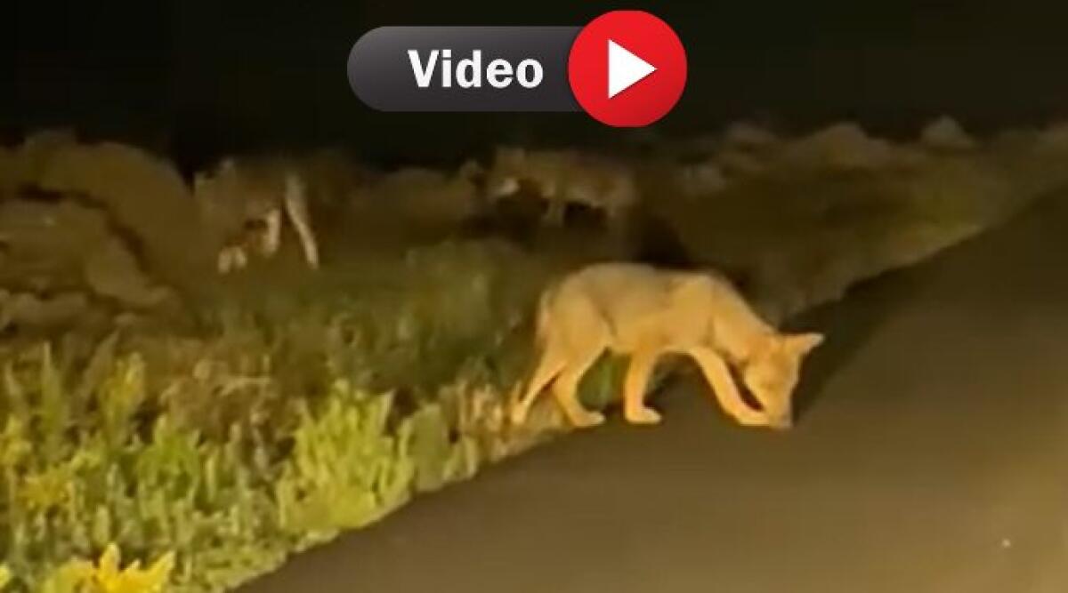 Lupi e cuccioli attraversano la strada, incontro straordinario a Novafeltria - Un automobilista di San Leo condivide un incontro con i lupi. Un fermo immagine del video