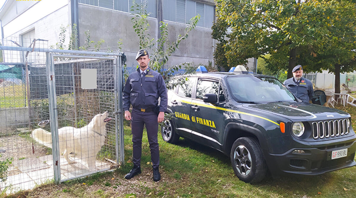 Allevatore riminese evade il fisco con la vendita di cani di razza - Cani di razza senza regole: l'operazione della Guardia di Finanza contro gli allevatori evasori