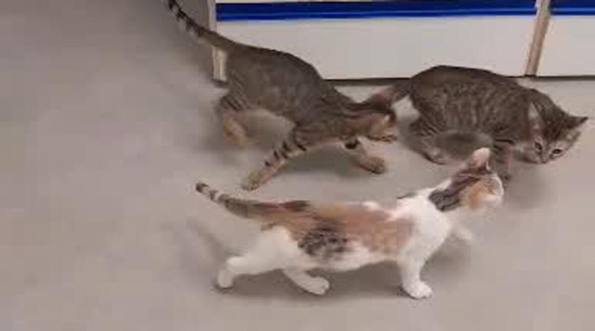 Gattini abbandonati tra i rifiuti e con patologia congenita hanno trovato una nuova casa - I tre gattini