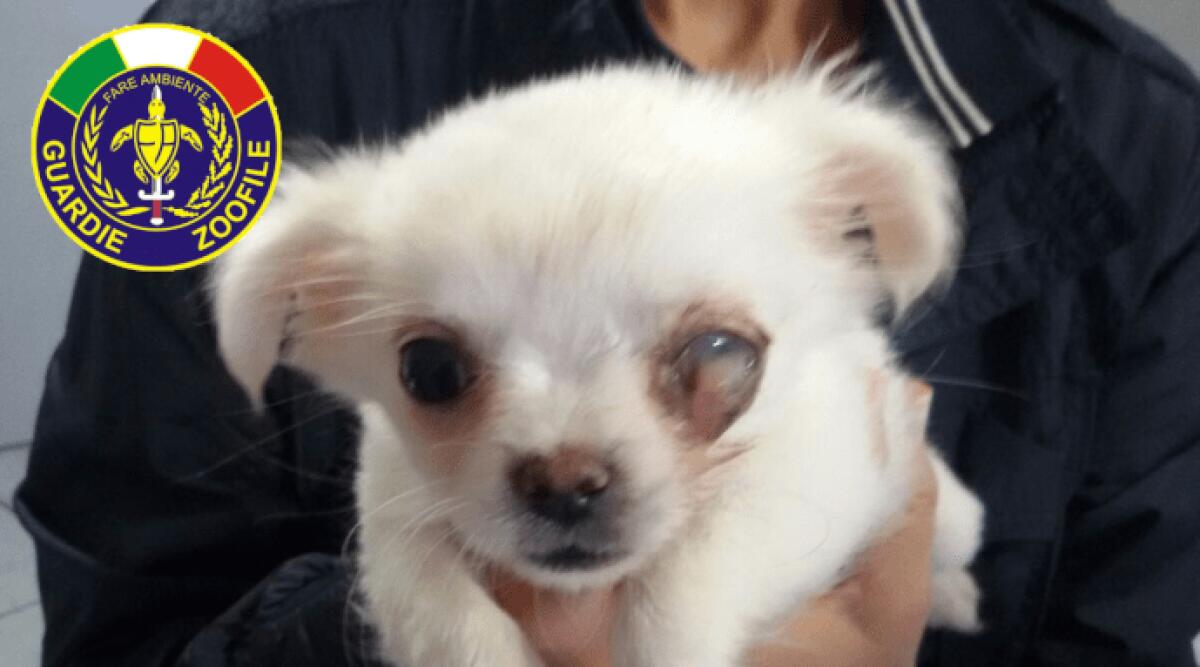 “Proteggi gli Animali diventando una Guardia Zoofila”: l’evento a Rimini - Un cucciolo maltrattato e salvato