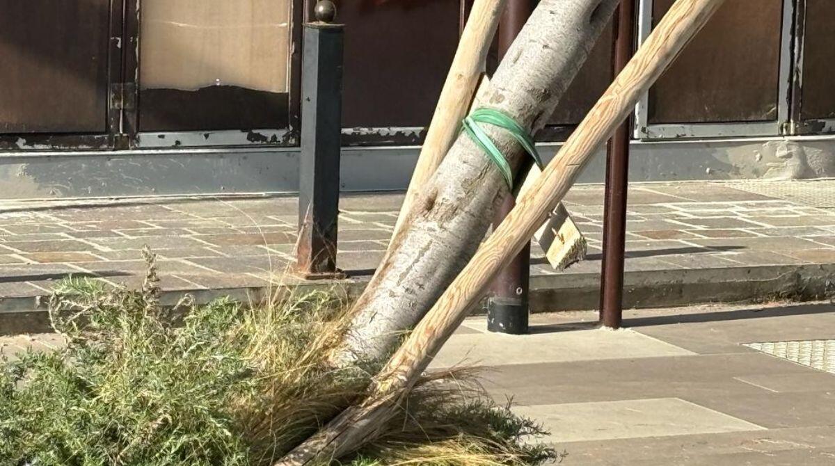 Rimini Nord: telecamere rivelano il responsabile del danneggiamento di un albero - L'albero abbattuto a Torre Pedrera