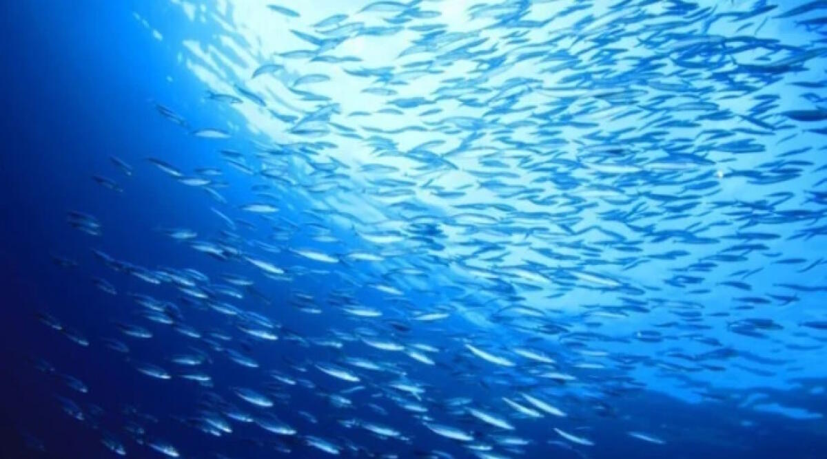 Rimini: con Ecomondo un tuffo in “Blueconomy” per 1.500 studenti - Blueconomy a Ecomondo