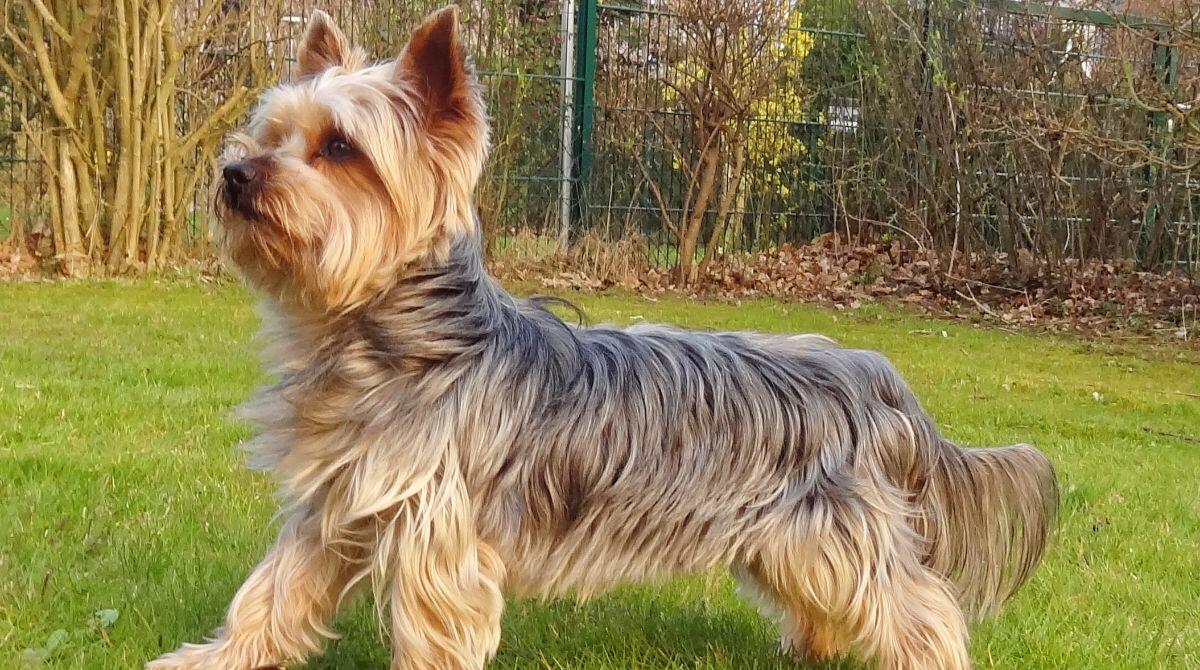 Investe un cane a Pennabilli e scappa: rintracciato e multato. Pagherà 421 euro - Un cane di razza Yorkshire Terrier - immagine da Wikipedia