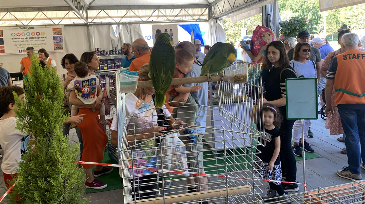 Fiera di San Michele, il programma di domenica 1 ottobre: i cani protagonisti - Fiera di San Michele
