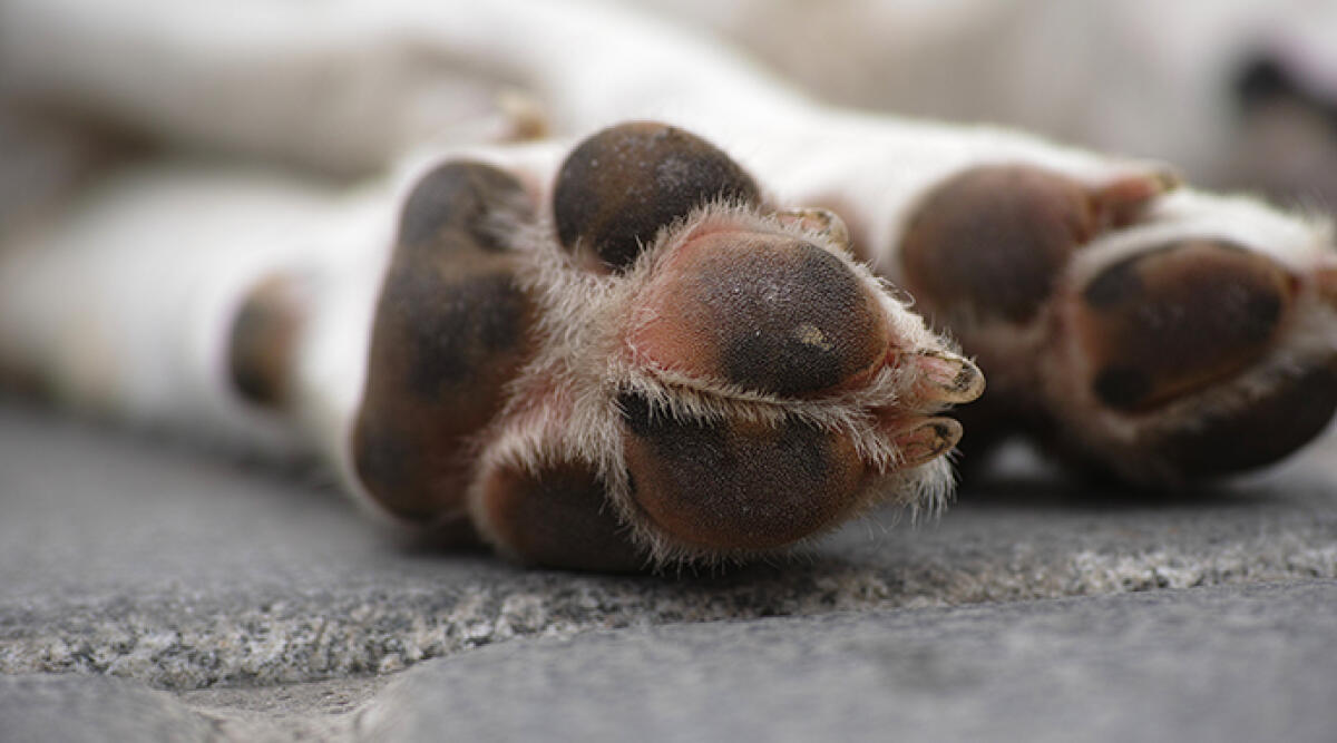 Soccorso un cane anziano e stremato, smarrito nel parco - Archivio
